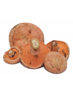 ROVELLONS EXTRA kg
