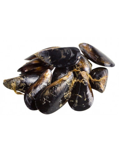 MUSCLO DELTA