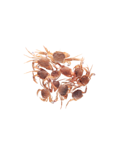 CANGREJOS