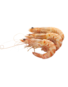 LANGOSTINO GRANDE