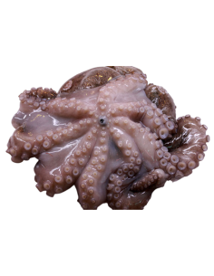 PULPO DE PLAYA