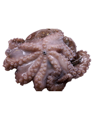 PULPO DE PLAYA