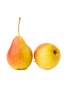 PERA ERCOLINA