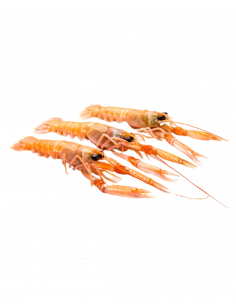 CIGALA (GRANDE Nº 1 Aprox 60-100 gr.)