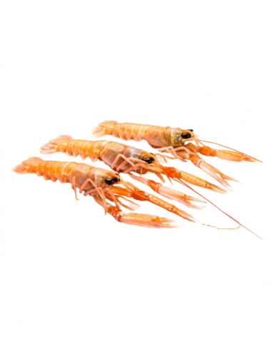 ESCAMARLÀ FRESC (GRAN Nº 1 Aprox 60-100 gr.)