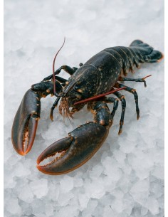 BOGAVANTE NACIONAL