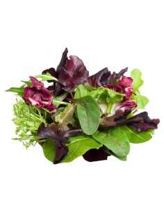 ENSALADA MEZCLUM BOLSA 500 GR.