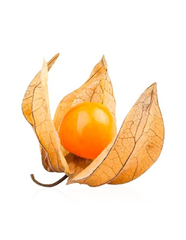 SAFATA ALQUEQUEJE (PHISALYS)