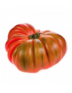 TOMATE REBELION