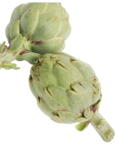 ALCACHOFA COSECHA PROPIA