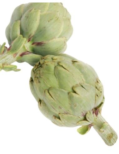 ALCACHOFA COSECHA PROPIA