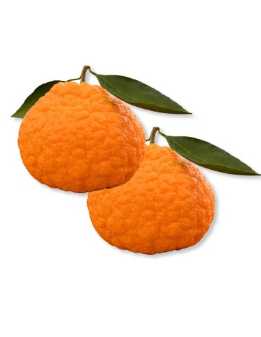 MANDARINA GOLD NUGGET (ARRUGADA) KG