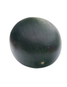 SINDRIA NEGRA KG