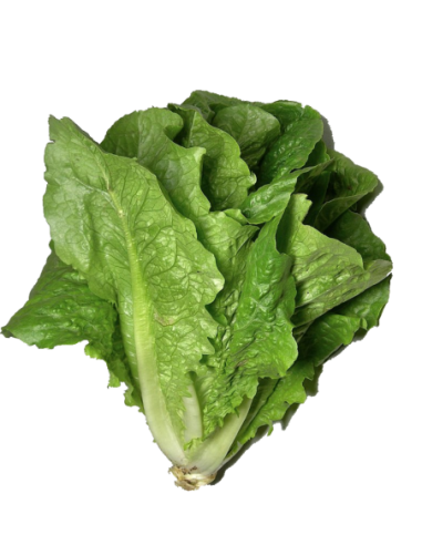 Lechuga larga / romana (1 Unidad)