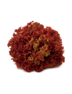 Enciam fulla de roure vermell (1 Unitat)