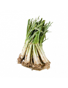 CALÇOTS PARC AGRARI MANAT