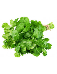CILANTRO MANOJO