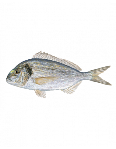 ORADA (dorada) CULTIU NACIONAL (Aprox 500g)