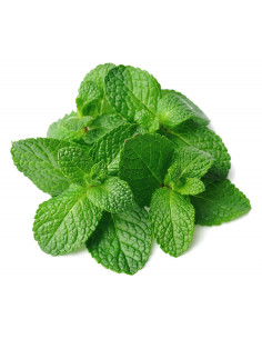 MENTA MANAT