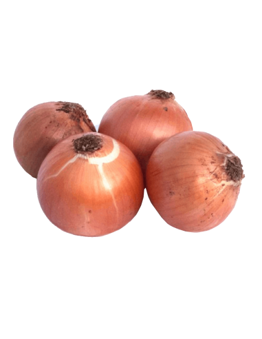 Cebolla "Babosa" Ecológica