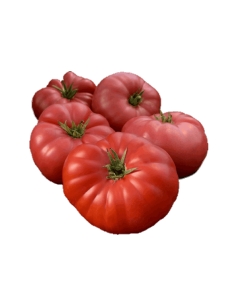 Tomàquet "Rosa de Barbastre" Ecològic