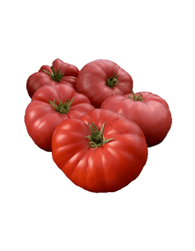 Tomàquet "Rosa de Barbastre" Ecològic