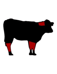 Ossobuco de Ternera Ecológica | Compra Online en Vilamercat 2