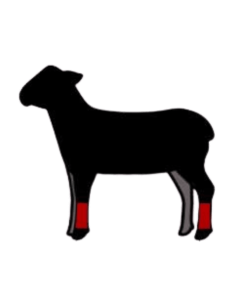 Jarrete de Cordero Ecológico | Compra Online en Vilamercat 2