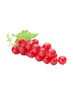 SAFATA GROSELLA 125 GR.