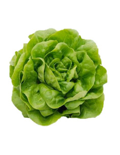 Lechuga "Trocadero" Ecológica