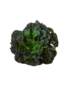 Enciam "Negre de vilafranca" Ecològic