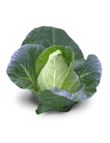 Col Picuda Ecológica (Unidad)