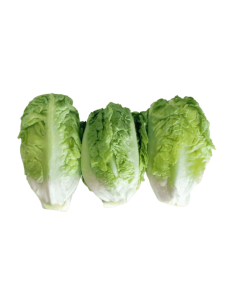 COGOLLOS DE LECHUGA (3 UNIDADES)