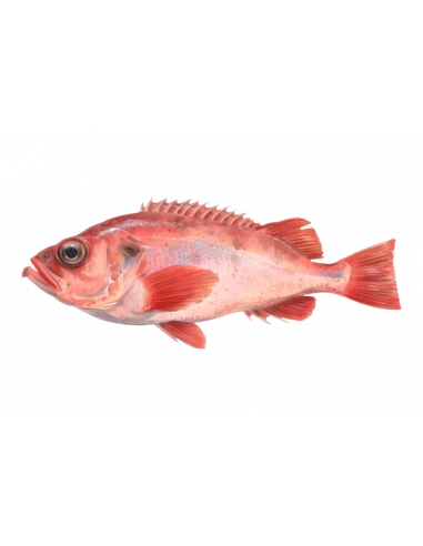 PANAGALL (Gallineta)