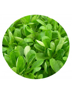 SAFATA CANONGES (MACHE) 400GR.