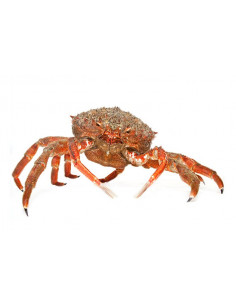 CENTOLLA GALLEGA (Aprox 800 Gr.)