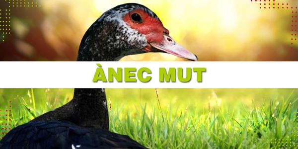 L'ànec mut